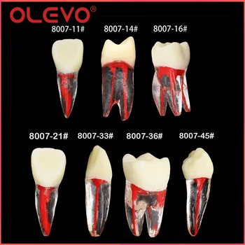 OLEVO Dental Endodontic RCT Практическая Модель Корневого канала Напильники Для Пульпы Практика Смоляных Зубов Эндоблоки Изучение Преподавания стоматологии M8007