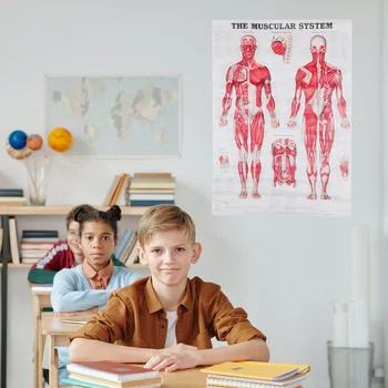 Анатомическая диаграмма человеческого тела, Плакат с мышечной системой, Висящий на стене, декор