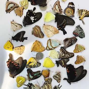 Оригинальная бабочка настоящий образец бабочки не расправил крылья научнопопулярные учебные пособия материал ручной работы