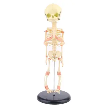 С одним портом для головы, детского черепа, исследовательской модели человека, анатомического строения скелета