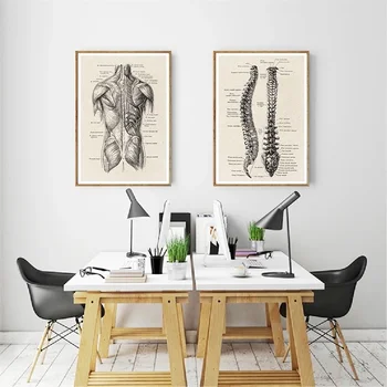 Анатомия человека, скелет, медицинские винтажные произведения искусства, настенные панно, плакат с мышцами, печать на холсте в скандинавском стиле, образовательная живопись, современный декор