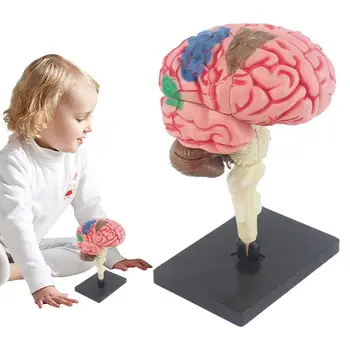 Обучающая модель 3D-мозга, Обучающая Модель мозга, Обучающая Медицинская Модель С цветовой кодировкой Для определения функций мозга, Обучающая Анатомическая Модель для DIY
