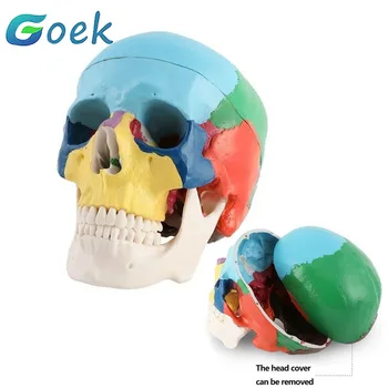 Цветная модель черепа для моделирования полости рта, съемные учебные пособия по стоматологии, форма для образца черепа 1: 1